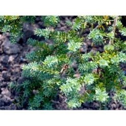 Dværg Stentaks 'Blue Gem' Podocarpus Lawrencii 'Blue Gem' Potte 3,0 Liter,- 20-25 Cm. -Osmoz Naturens Butik mi4179 podocarpus lawrencii blue gem 2549