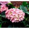Hortensia 'Dorthea' Hydrangea Macrophylla 'Dorthea' 3,5 Liter Potte -Osmoz Naturens Butik mi4180 hydrangea macrophylla dorthea ac0e