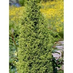 Almindelig Enebær 'Gold Cone' Juniperus Communis 'Gold Cone' Potte 2,0 Liter,- 30-40 Cm. -Osmoz Naturens Butik mi4195 juniperus communis gold cone 503e