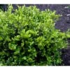 Buksbom 'Faulkner' Buxus Sempervirens 'Faulkner' Potte 3,5 Liter 20-30 Cm. -Osmoz Naturens Butik mi420 buxus microphylla faulkner b2f0