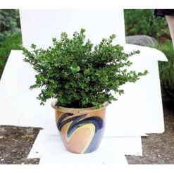 Buksbom 'Faulkner' Buxus Sempervirens 'Faulkner' Potte 3,5 Liter 20-30 Cm. -Osmoz Naturens Butik mi420 buxus microphylla faulkner fcd0