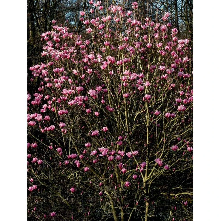 Magnolia 'Galaxy' Magnolia Fraseri 'Galaxy' Trådklump,- 175-200 Cm. 8 Magnolia 'Galaxy' Magnolia Fraseri 'Galaxy' Trådklump,- 175-200 Cm. - Billede 6