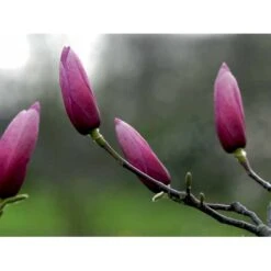 Magnolia 'Galaxy' Magnolia Fraseri 'Galaxy' Trådklump,- 175-200 Cm. 11 Magnolia 'Galaxy' Magnolia Fraseri 'Galaxy' Trådklump,- 175-200 Cm. -Osmoz Naturens Butik mi4227 magnolia galaxy 3c85