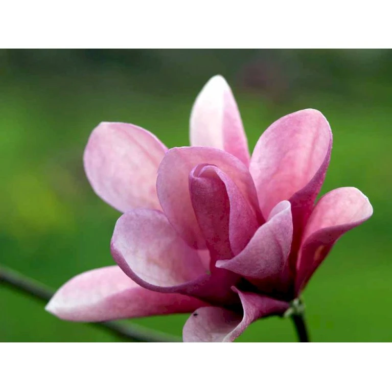 Magnolia 'Galaxy' Magnolia Fraseri 'Galaxy' Trådklump,- 175-200 Cm. 3 Magnolia 'Galaxy' Magnolia Fraseri 'Galaxy' Trådklump,- 175-200 Cm.