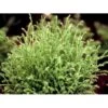 Thuja 'Mr Bowling Ball' Thuja Occidentalis 'Mr Bowling Ball'(dværgform) Potte 5,0 Liter,- 40-50 Cm. -Osmoz Naturens Butik mi4231 thuja occidentalis mr bowling ball d91b