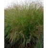 Staudehirse 'Squaw' Panicum Virgatum 'Squaw' 1 Liter Potte -Osmoz Naturens Butik mi4253 panicum virgatum squaw bba6