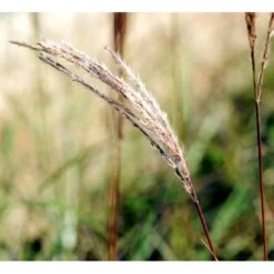 Lav Elefantgræs 'Ferner Osten' Miscanthus Sinensis 'Ferner Osten' 3,0 Liter Potte -Osmoz Naturens Butik mi4281 miscanthus sinensis ferner osten 30ce