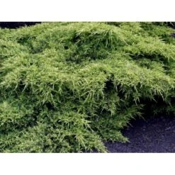 Kinesisk Enebær 'Old Gold' Juniperus Chinensis 'Old Gold' Potte 2,0 Liter,- 20-25 Cm. -Osmoz Naturens Butik mi4288 juniperus chinensis old gold 26cd