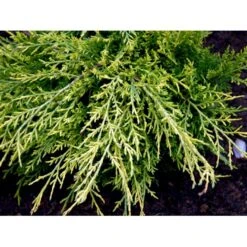 Kinesisk Enebær 'Old Gold' Juniperus Chinensis 'Old Gold' Potte 2,0 Liter,- 20-25 Cm. -Osmoz Naturens Butik mi4288 juniperus chinensis old gold 28e4