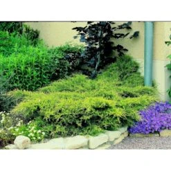 Kinesisk Enebær 'Old Gold' Juniperus Chinensis 'Old Gold' Potte 2,0 Liter,- 20-25 Cm. -Osmoz Naturens Butik mi4288 juniperus chinensis old gold 4a5f