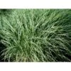 Dværg Elefantgræs 'Yaku Jima' Miscanthus Sinensis 'Yaku Jima' 3,0 Liter Potte 1 Dværg Elefantgræs 'Yaku Jima' Miscanthus Sinensis 'Yaku Jima' 3,0 Liter Potte -Osmoz Naturens Butik mi4331 miscanthus sinensis yaku jima d3dc