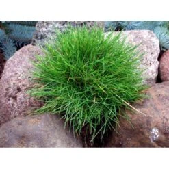 Bjørnegræs Festuca Gautieri (scoparia) 1 Liter Potte -Osmoz Naturens Butik mi4514 festuca gautieri 07ea