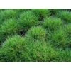 Bjørnegræs Festuca Gautieri (scoparia) 1 Liter Potte -Osmoz Naturens Butik mi4514 festuca gautieri 5890