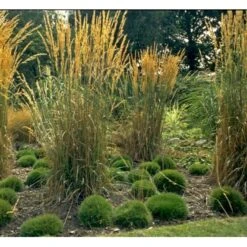 Bjørnegræs Festuca Gautieri (scoparia) 1 Liter Potte -Osmoz Naturens Butik mi4514 festuca gautieri c949