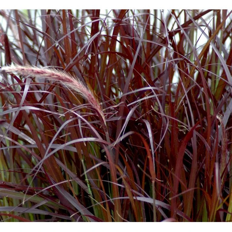 Lampepudsergræs 'Rubrum' Pennisetum Advena 'Rubrum' Potte 2 Liter. 7 Lampepudsergræs 'Rubrum' Pennisetum Advena 'Rubrum' Potte 2 Liter. - Billede 5