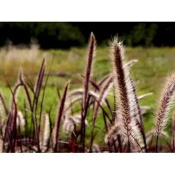 Lampepudsergræs 'Rubrum' Pennisetum Advena 'Rubrum' Potte 2 Liter. 10 Lampepudsergræs 'Rubrum' Pennisetum Advena 'Rubrum' Potte 2 Liter. -Osmoz Naturens Butik mi4518 pennisetum setaceum rubrum caff