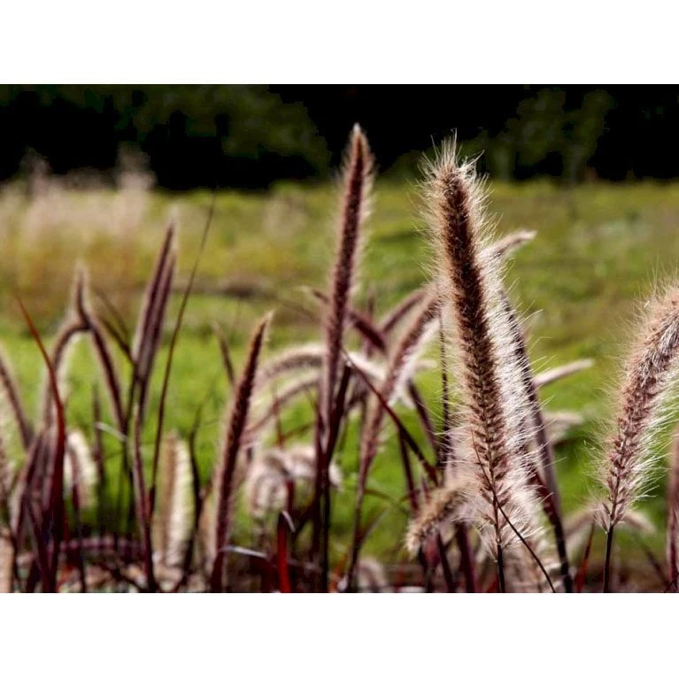 Lampepudsergræs 'Rubrum' Pennisetum Advena 'Rubrum' Potte 2 Liter. 6 Lampepudsergræs 'Rubrum' Pennisetum Advena 'Rubrum' Potte 2 Liter. - Billede 4