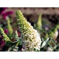 Sommerfuglebusk Buzz 'Ivory' Buddleja Buzz 'Ivory' 3,0 Liter Potte -Osmoz Naturens Butik mi4566 buddleja davidii buzz tm ivory 3d08