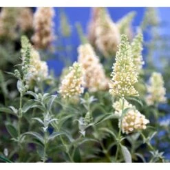 Sommerfuglebusk Buzz 'Ivory' Buddleja Buzz 'Ivory' 3,0 Liter Potte -Osmoz Naturens Butik mi4566 buddleja davidii buzz tm ivory 7e38