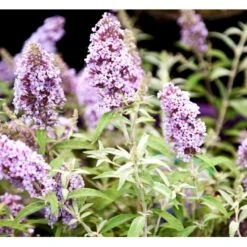 Sommerfuglebusk Buzz 'Sky Blue' Buddleja Buzz 'Sky Blue' 3,0 Liter Potte -Osmoz Naturens Butik mi4567 buddleja davidii buzz tm sky blue f470