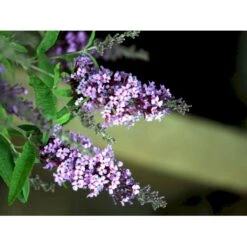 Sommerfuglebusk Buzz 'Violet' Buddleja Buzz 'Violet' 3,0 Liter Potte -Osmoz Naturens Butik mi4568 buddleja davidii buzz tm violet 2355