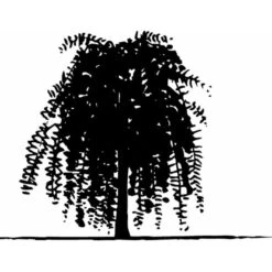 Sibirisk ærtetræ Caragana Arborescens Solitær Busk 150-175 Cm. - Med Klump 8 Sibirisk ærtetræ Caragana Arborescens Solitær Busk 150-175 Cm. - Med Klump -Osmoz Naturens Butik mi461 caragana arborescens 3442