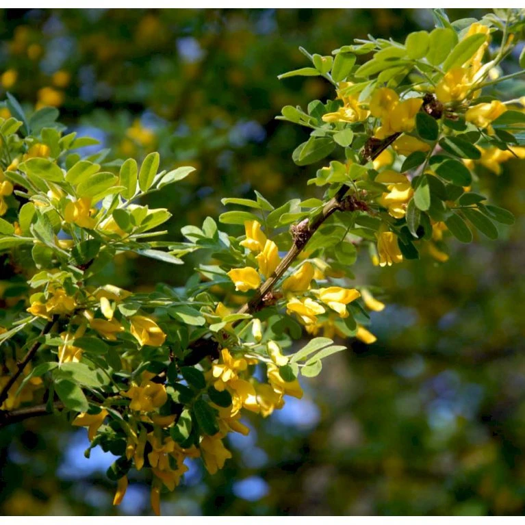 Sibirisk ærtetræ Caragana Arborescens Solitær Busk 150-175 Cm. - Med Klump 6 Sibirisk ærtetræ Caragana Arborescens Solitær Busk 150-175 Cm. - Med Klump - Billede 4