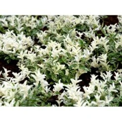 Benved 'Harlequin' Euonymus Fortunei 'Harlequin' Potte 2,0 Liter,- 20-25 Cm. -Osmoz Naturens Butik mi4644 euonymus fortunei harlequin 1380