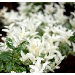 Benved 'Harlequin' Euonymus Fortunei 'Harlequin' Potte 2,0 Liter,- 20-25 Cm. -Osmoz Naturens Butik mi4644 euonymus fortunei harlequin d61e