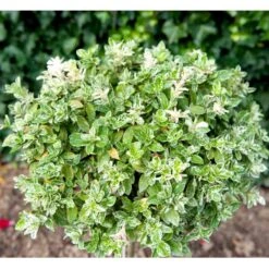 Benved 'Harlequin' Euonymus Fortunei 'Harlequin' Potte 2,0 Liter,- 20-25 Cm. -Osmoz Naturens Butik mi4644 euonymus fortunei harlequin eefb