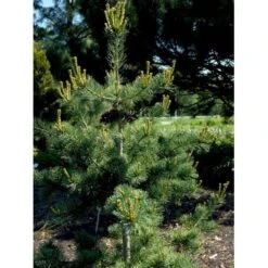 Penselfyr 'Negishi' Pinus Parviflora 'Negishi' Potte 12 Liter,- 40-60 Cm. -Osmoz Naturens Butik mi4648 pinus parviflora negishi 07b6