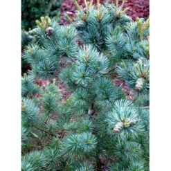 Penselfyr 'Negishi' Pinus Parviflora 'Negishi' Potte 12 Liter,- 40-60 Cm. -Osmoz Naturens Butik mi4648 pinus parviflora negishi 204c