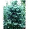 Klippegran Abies Lasiocarpa Barrods,- 3 års (2/1) 12-25 Cm. -Osmoz Naturens Butik mi4662 abies lasiocarpa roger watson 2d39
