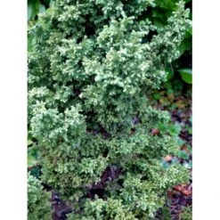 Japansk Kryptomeria 'Yokohama' Cryptomeria Japonica 'Yokohama' Potte 2,0 Liter,- 25-30 Cm. -Osmoz Naturens Butik mi4664 cryptomeria japonica yokohama 11d7