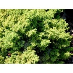 Japansk Kryptomeria 'Yokohama' Cryptomeria Japonica 'Yokohama' Potte 2,0 Liter,- 25-30 Cm. -Osmoz Naturens Butik mi4664 cryptomeria japonica yokohama 5225