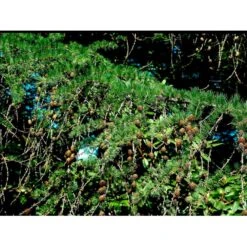 Europæisk Lærk Larix Decidua Barrods,- 2 års (1/1) 30-80 Cm. -Osmoz Naturens Butik mi4666 larix decidua 7d37