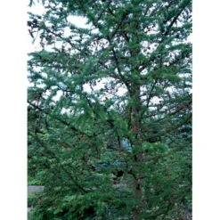 Europæisk Lærk Larix Decidua Barrods,- 2 års (1/1) 30-80 Cm.