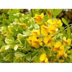 Hænge-Ærtetræ Caragana Arborescens 'Pendula' Opstammet 120 Cm. Med Potte -Osmoz Naturens Butik mi466 caragana arborescens pendula b36c