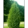 Pyramideavnbøg 'Fastigiata' Carpinus Betulus 'Fastigiata' Heister 200-250 Cm. Med Klump -Osmoz Naturens Butik mi480 carpinus betulus fastigiata 4240