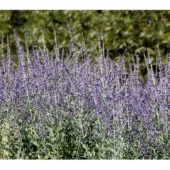 Russisk Salvie 'Little Spire' Perovskia Atriplicifolia 'Little Spire' 1 Liter Potte 9 Russisk Salvie 'Little Spire' Perovskia Atriplicifolia 'Little Spire' 1 Liter Potte -Osmoz Naturens Butik mi4891 perovskia atriplicifolia little spire 5003