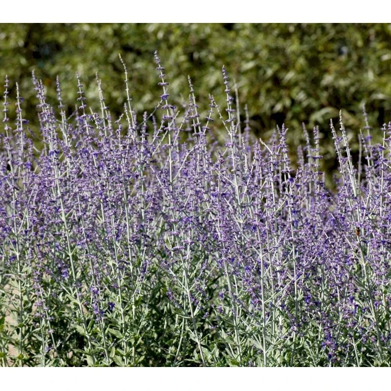 Russisk Salvie 'Little Spire' Perovskia Atriplicifolia 'Little Spire' 1 Liter Potte 6 Russisk Salvie 'Little Spire' Perovskia Atriplicifolia 'Little Spire' 1 Liter Potte - Billede 4