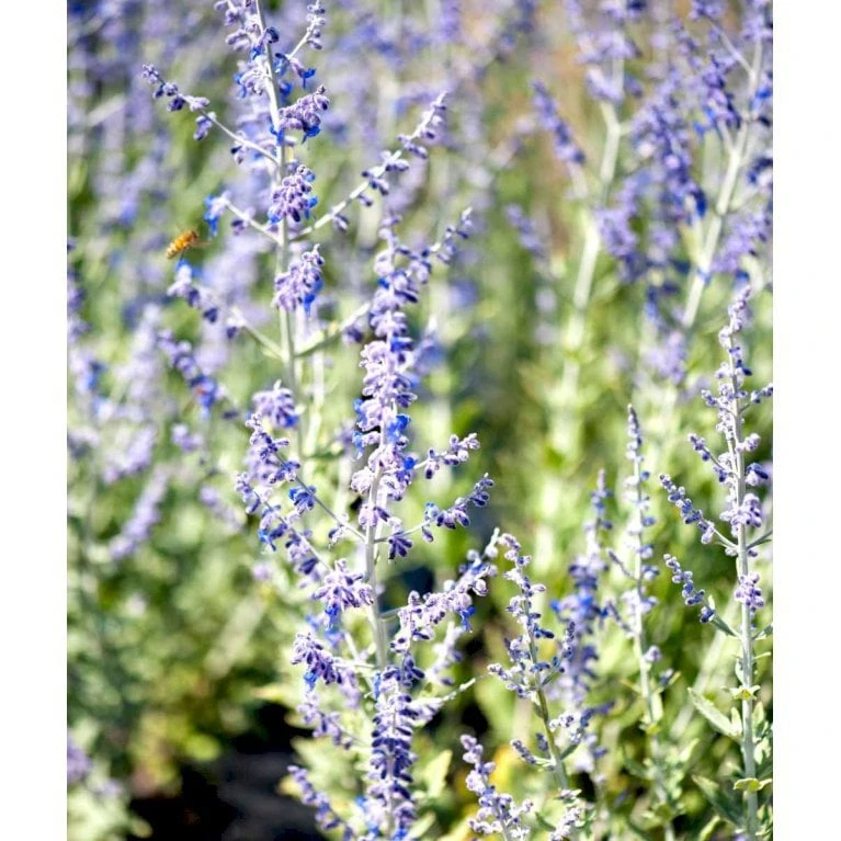 Russisk Salvie 'Little Spire' Perovskia Atriplicifolia 'Little Spire' 1 Liter Potte 3 Russisk Salvie 'Little Spire' Perovskia Atriplicifolia 'Little Spire' 1 Liter Potte