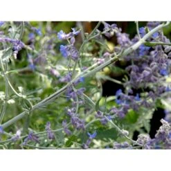 Russisk Salvie 'Little Spire' Perovskia Atriplicifolia 'Little Spire' 1 Liter Potte 8 Russisk Salvie 'Little Spire' Perovskia Atriplicifolia 'Little Spire' 1 Liter Potte -Osmoz Naturens Butik mi4891 perovskia atriplicifolia little spire bc46