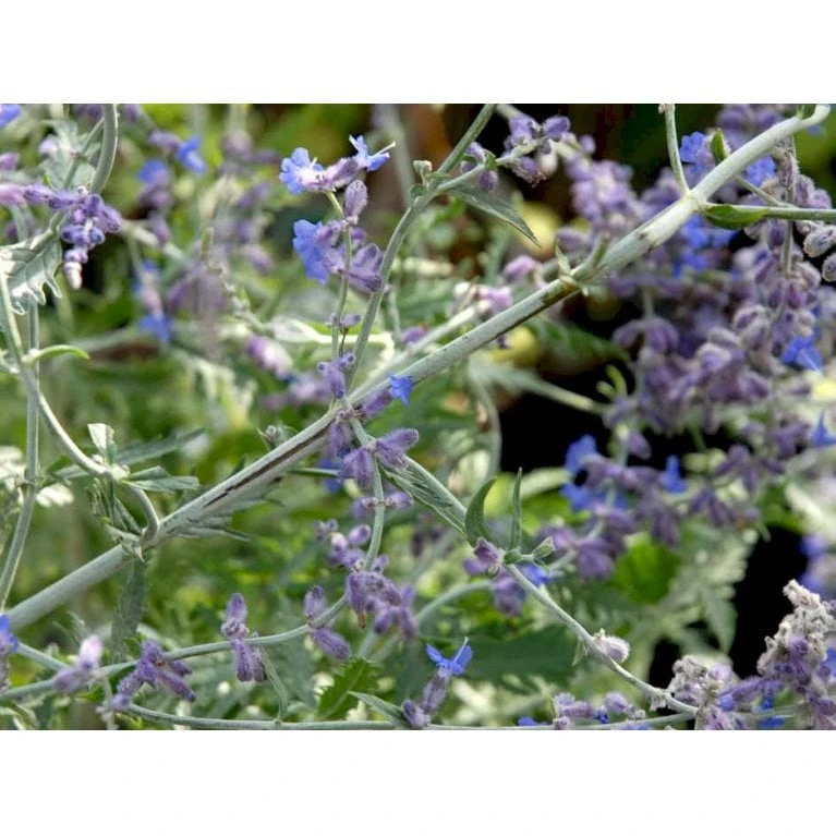 Russisk Salvie 'Little Spire' Perovskia Atriplicifolia 'Little Spire' 1 Liter Potte 5 Russisk Salvie 'Little Spire' Perovskia Atriplicifolia 'Little Spire' 1 Liter Potte - Billede 3