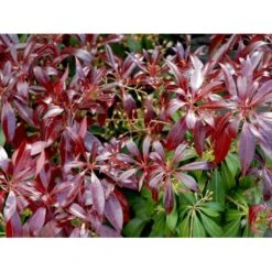 Pieris 'Katsura' Pieris Japonica 'Katsura' Potte 3,0 Liter,- 25-30 Cm. -Osmoz Naturens Butik mi4904 pieris japonica katsura 06d4