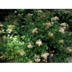 Amerikansk Syren 'Marie Simon' Ceanothus Pallidus 'Marie Simon' 3,5 Liter Potte 9 Amerikansk Syren 'Marie Simon' Ceanothus Pallidus 'Marie Simon' 3,5 Liter Potte -Osmoz Naturens Butik mi491 ceanothus x pallidus marie simon d7d1