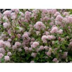 Amerikansk Syren 'Marie Simon' Ceanothus Pallidus 'Marie Simon' 3,5 Liter Potte 8 Amerikansk Syren 'Marie Simon' Ceanothus Pallidus 'Marie Simon' 3,5 Liter Potte -Osmoz Naturens Butik mi491 ceanothus x pallidus marie simon f2a9