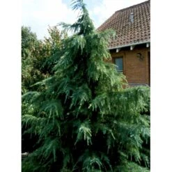 Himalaya Ceder Cedrus Deodara Potte 3,0 Liter,- 40-60 Cm. -Osmoz Naturens Butik mi494 cedrus deodara c45d