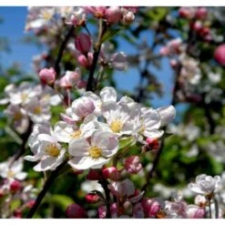 Paradisæble 'Everest' Malus Ssp. 'Everest' Heister 175-200 Cm. Med Potte -Osmoz Naturens Butik mi5084 malus evereste 8cb1