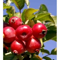 Paradisæble 'Everest' Malus Ssp. 'Everest' Heister 175-200 Cm. Med Potte -Osmoz Naturens Butik mi5084 malus evereste cd58